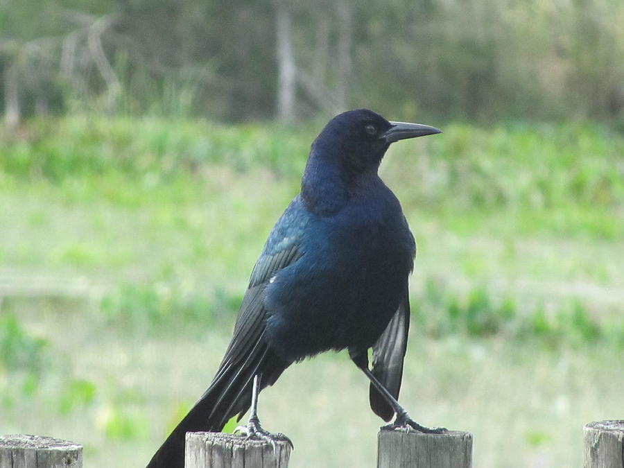 Black Bird Photograph by Vijay Sharon Govender