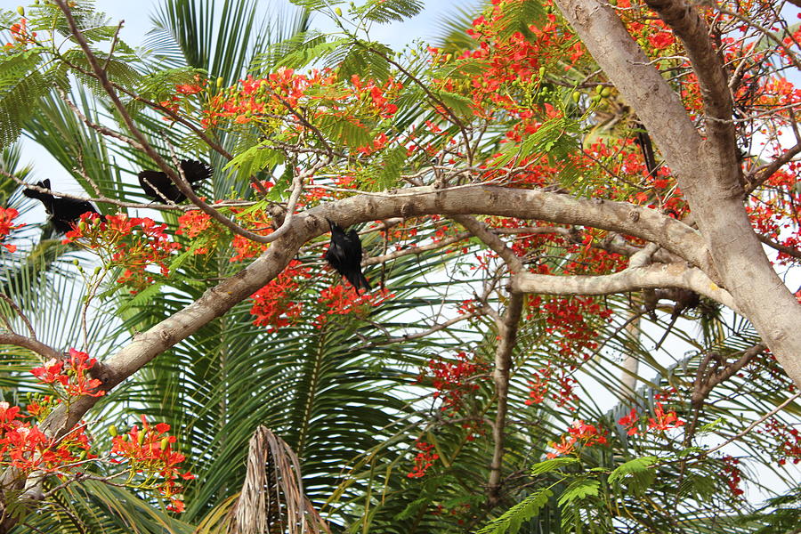 Black Birds In Paradise Photograph by Felix Zapata