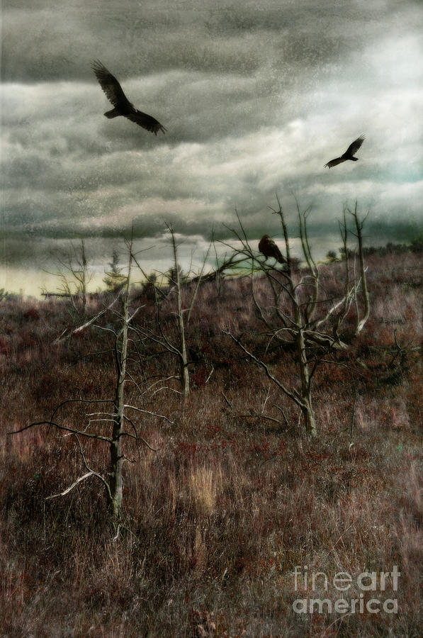 Black Birds in Spiky Trees Photograph by Jill Battaglia