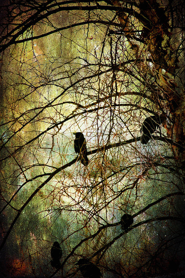 Black Birds Photograph by John Rivera