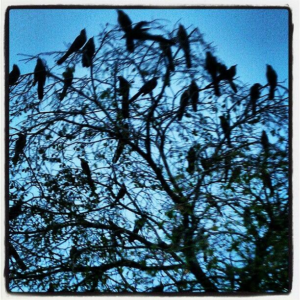 Bird Photograph - Black Birds On A Tree #birds #tree by Greta Olivas
