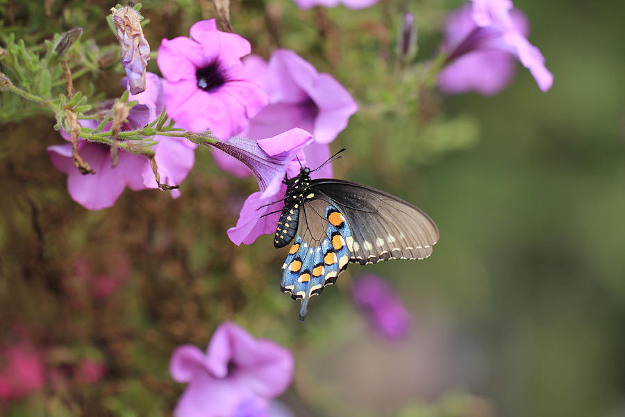 Nature Photograph - Black Blue and Orange Butterfly V3  by Douglas Barnard