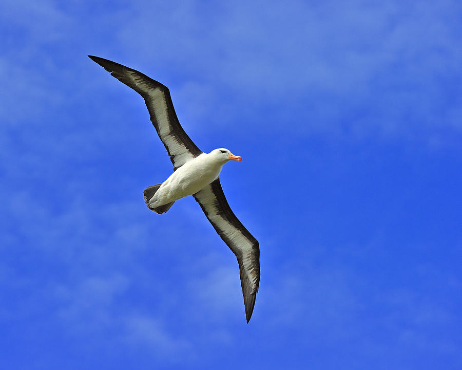 Black-browed Albatross Photograph by Tony Beck