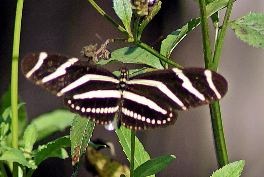 Black Butterfly Photograph by Joe Faherty
