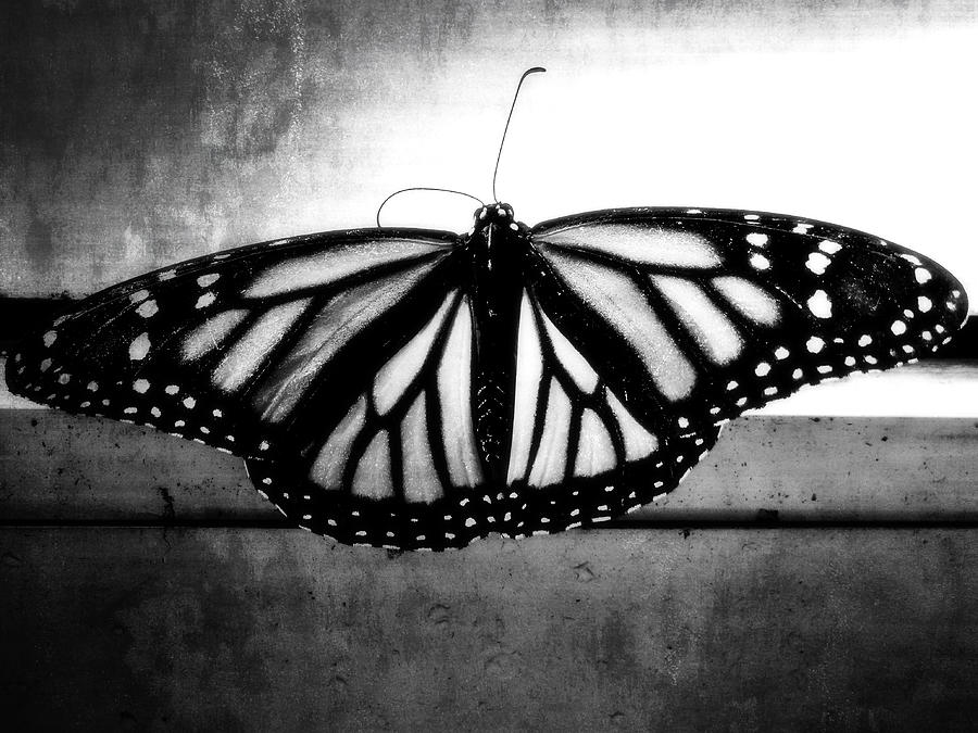Black Butterfly Photograph by Julia Wilcox