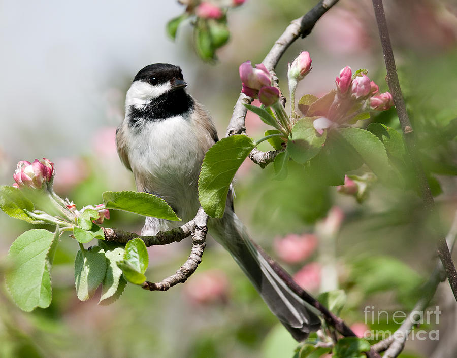 Black-Capped Chickadee in Apple Blossoms Photograph by Jean A Chang