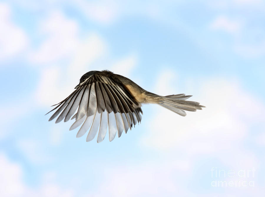 Black-capped Chickadee In Flight Photograph by Ted Kinsman