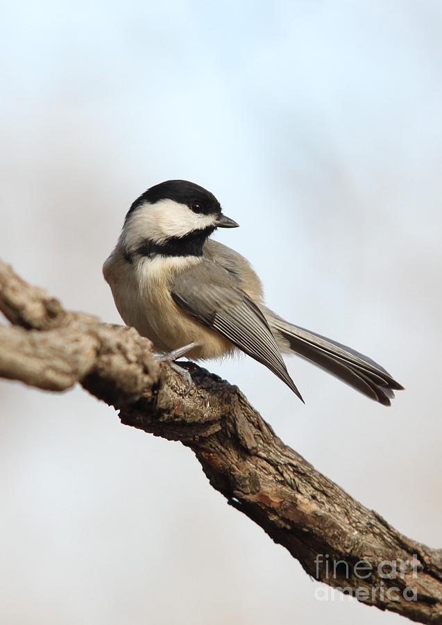 Black-capped Chickadee Photograph by Jack R Brock