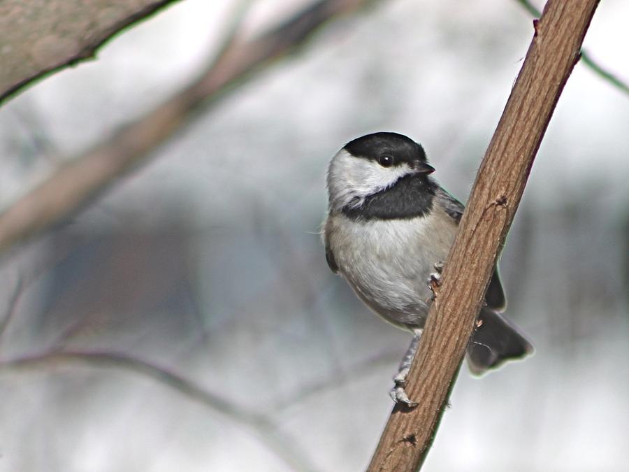 Black-capped Chickadee Photograph by Jeanne Juhos