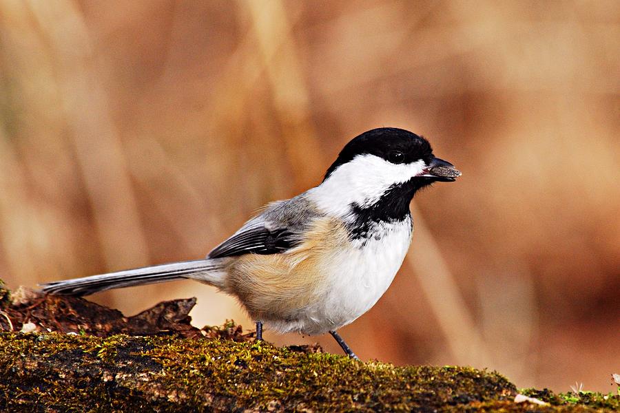 Black-capped Chickadee Photograph by Larry Ricker