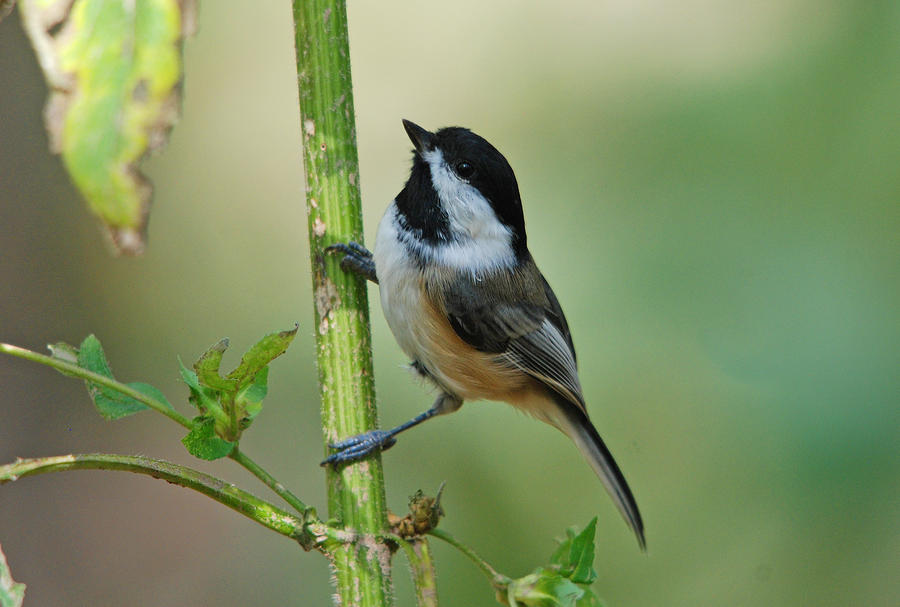 Black-capped Chickadee Photograph by Perry Van Munster