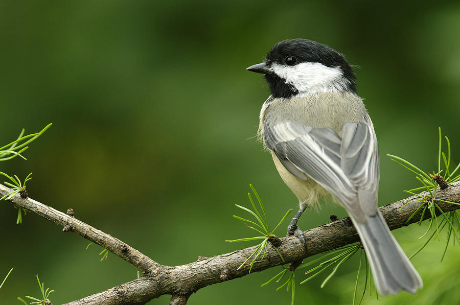 Chickadee Photograph - Black Capped Chickadee by Steeve Marcoux