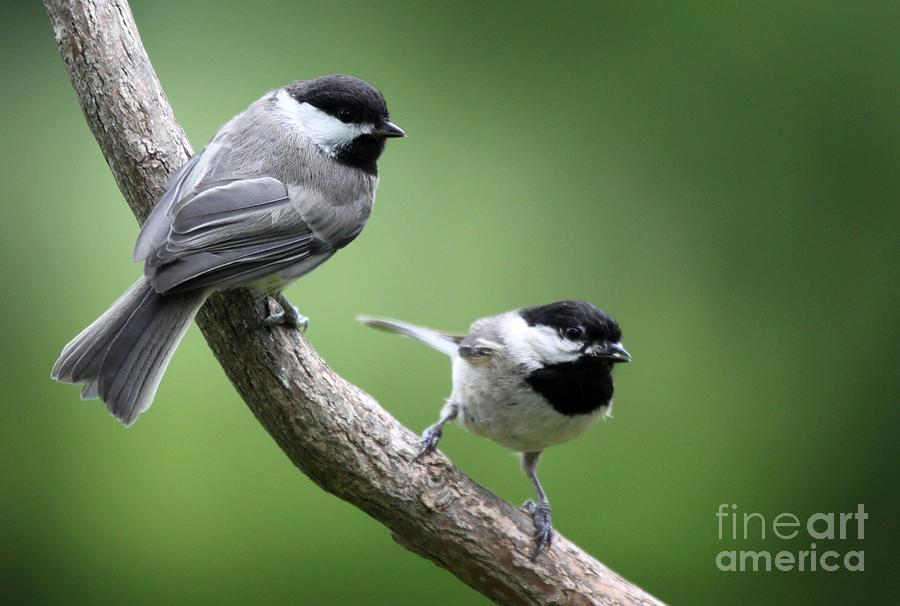 Black-capped Chickadees Photograph by Jack R Brock