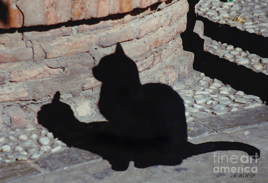 Black Cat and Shadow Photograph by Barbara Plattenburg
