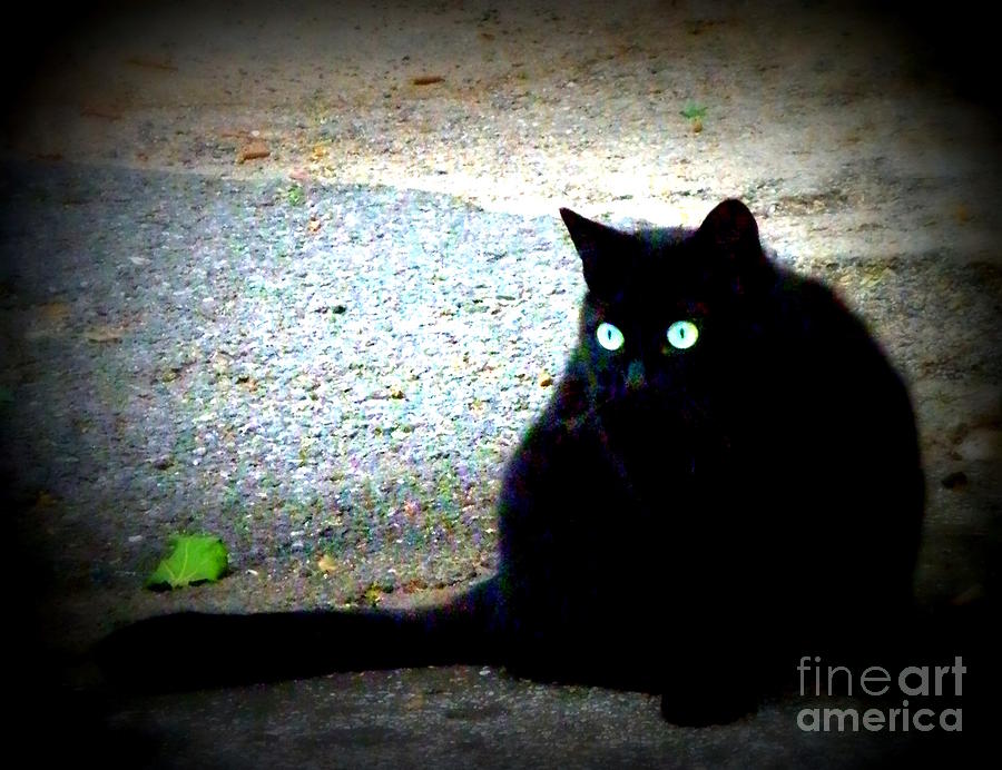 Black Cat Beauty Photograph by Lainie Wrightson