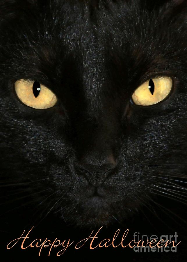 Black Cat Halloween Card Photograph by Sabrina L Ryan
