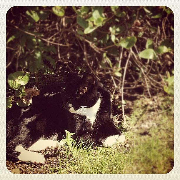 Summer Photograph - #black #cat #kitten #sun #sunshine by Grace Shine