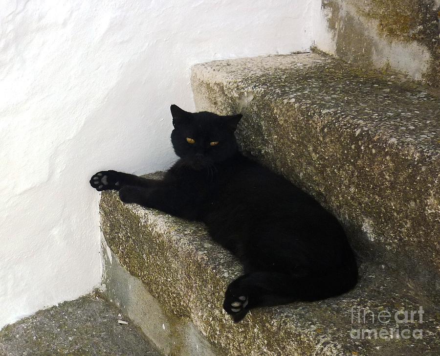 Black Cat of Greece Photograph by Therese Alcorn