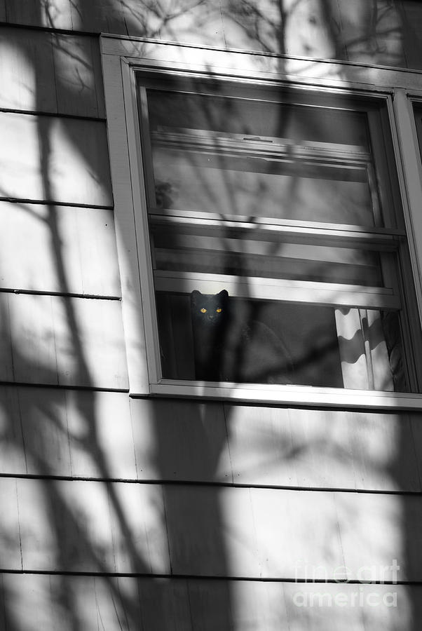 Black  Cat on a Shadowy Sill Photograph by Margie Avellino
