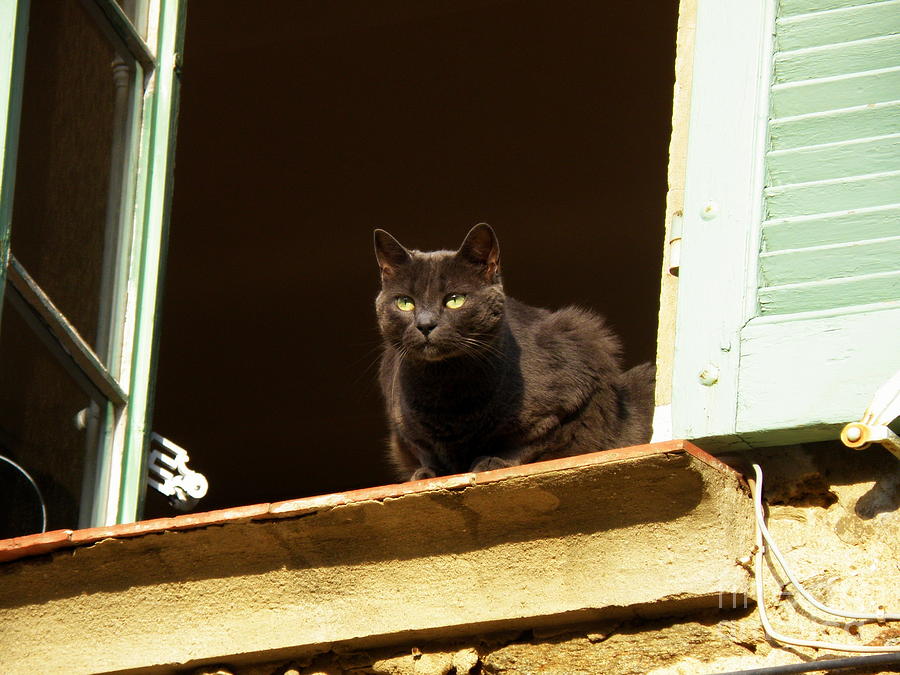 Black Cat on the Window Ledge Photograph by Lainie Wrightson