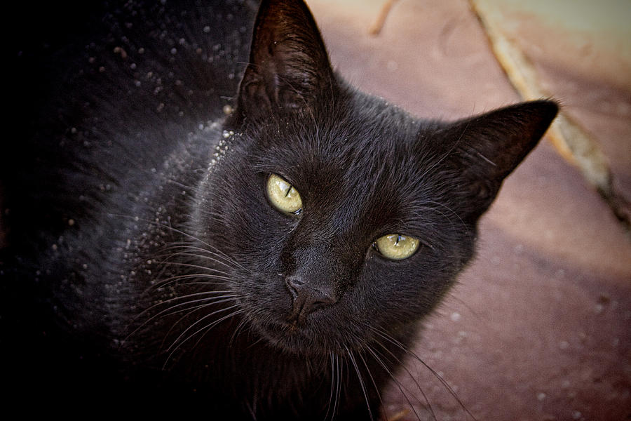Black Cat Portrait Photograph by James BO Insogna