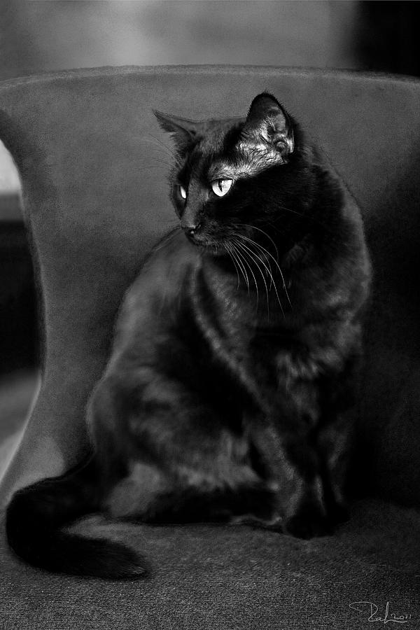 Black cat Photograph by Raffaella Lunelli