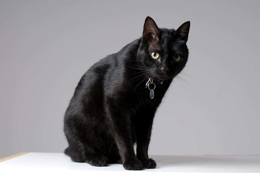  Black  Cat  Photograph by Ramiro Elena Photography 