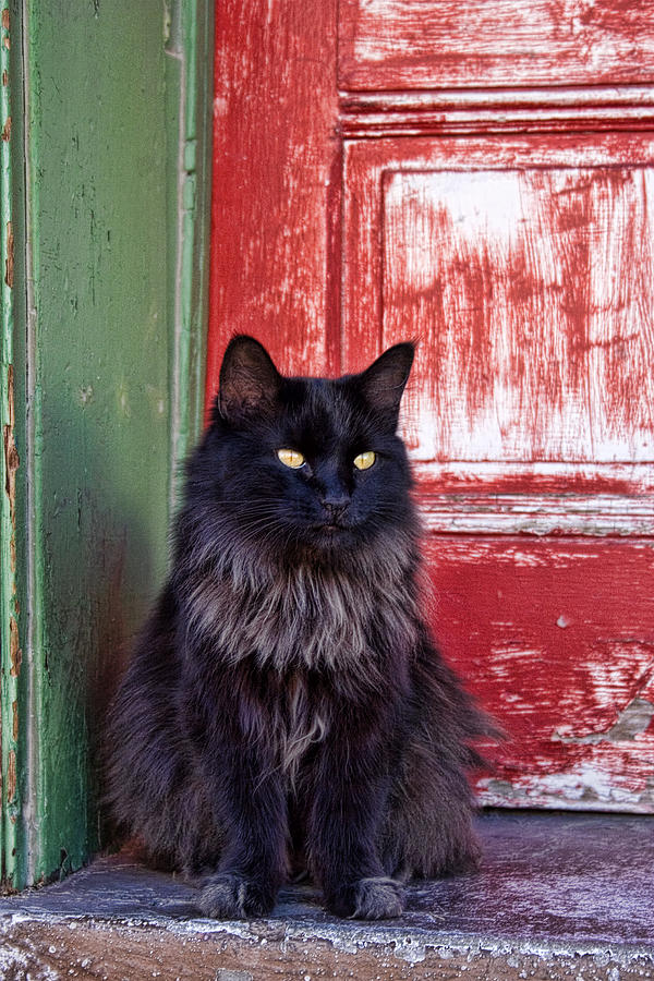 Cat Photograph - Black Cat Red Door by Carol Leigh
