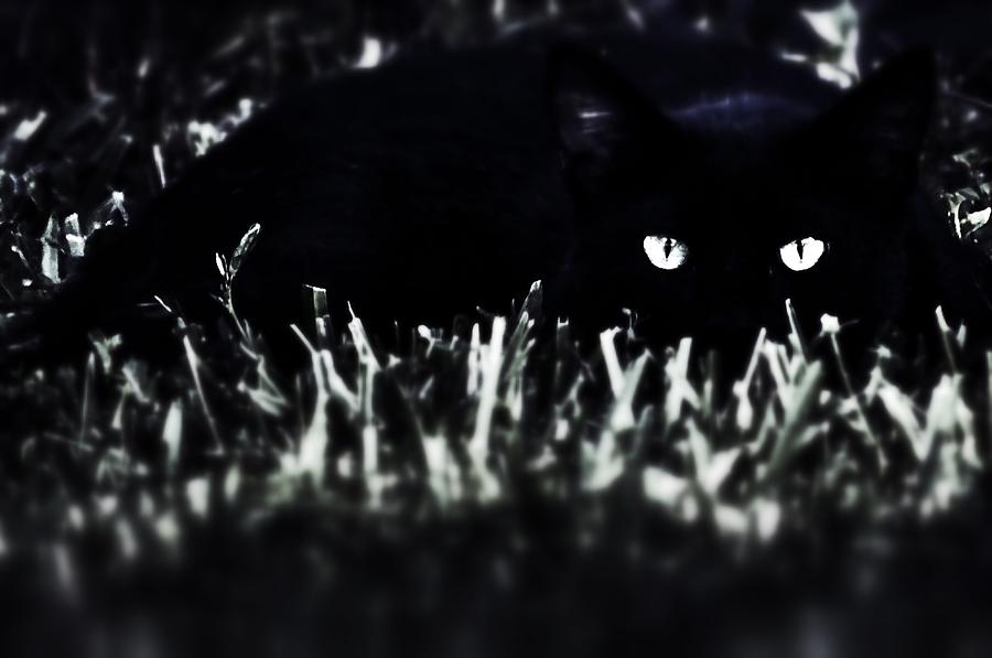 Nature Photograph - Black Cat by Tim Thoms