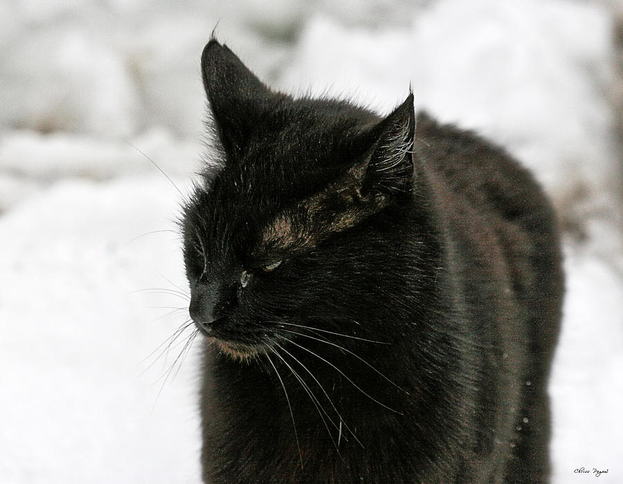 Black Cat White Snow Photograph by Chriss Pagani