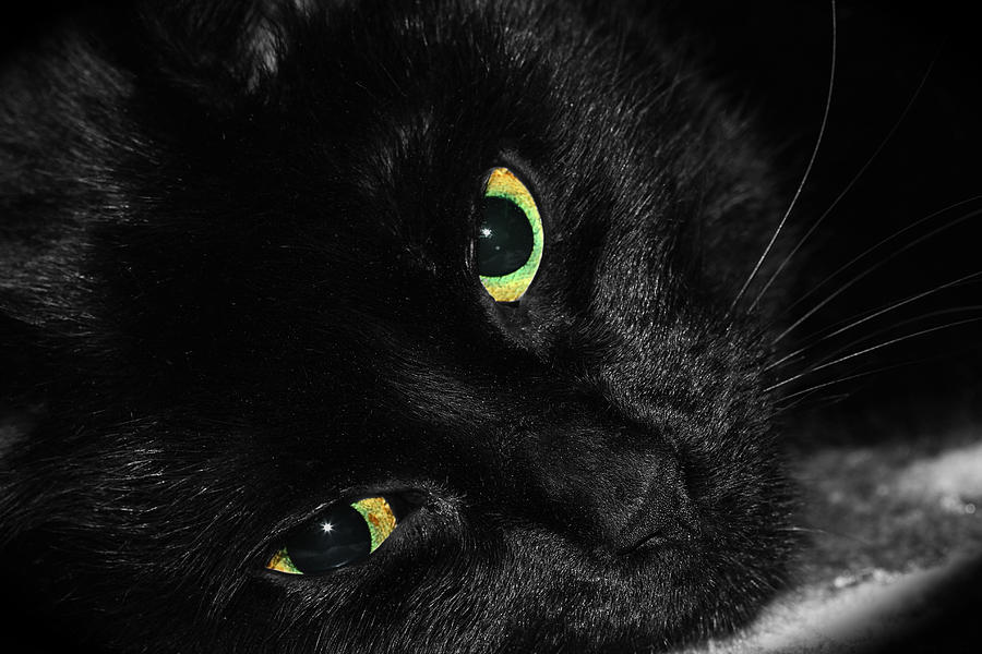 Black Cat With Green Eyes Photograph by Tracie Schiebel
