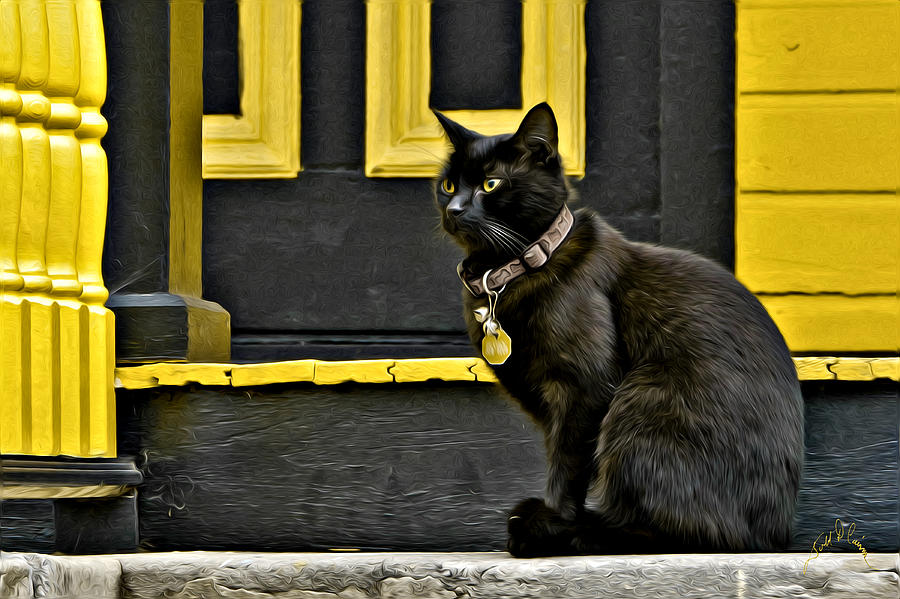 Black Cat Yellow Trim Photograph by T Cairns