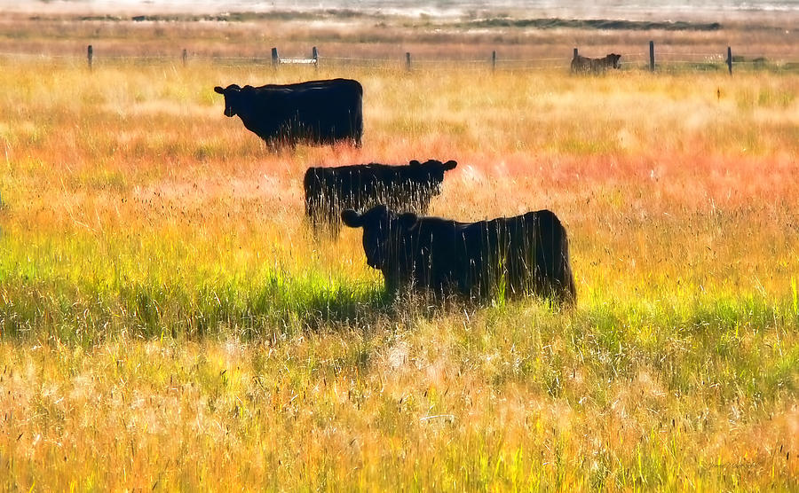 Abstract Photograph - Black Cattle Golden Field by Jennie Marie Schell
