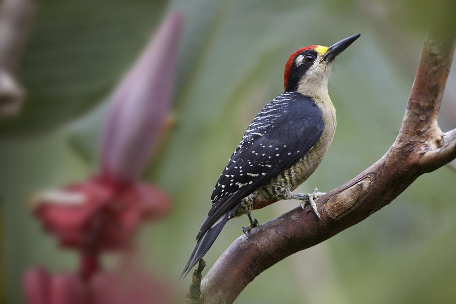 Black Cheeked Woodpecker Male Costa Rica Photograph by Tim Fitzharris