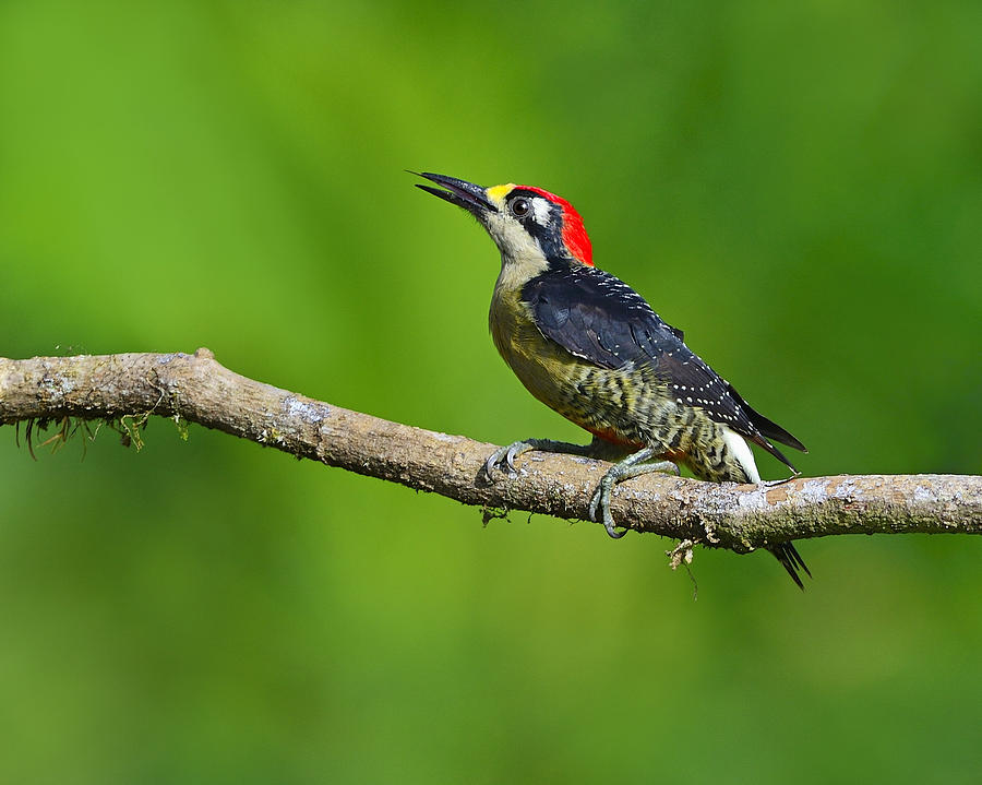 Black-cheeked Woodpecker Photograph by Tony Beck