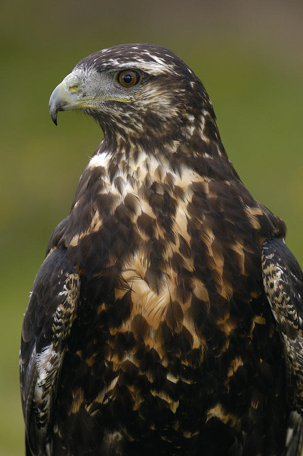 Black-chested Buzzard-eagle Geranoaetus Photograph by Pete Oxford