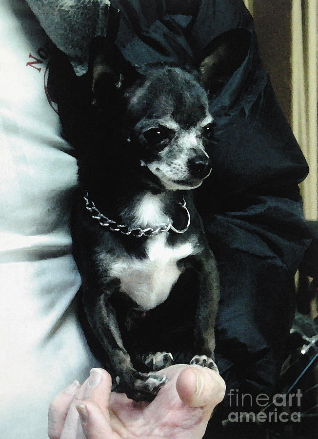 Black Chihuahua in the Coat Photograph by Christopher Shellhammer