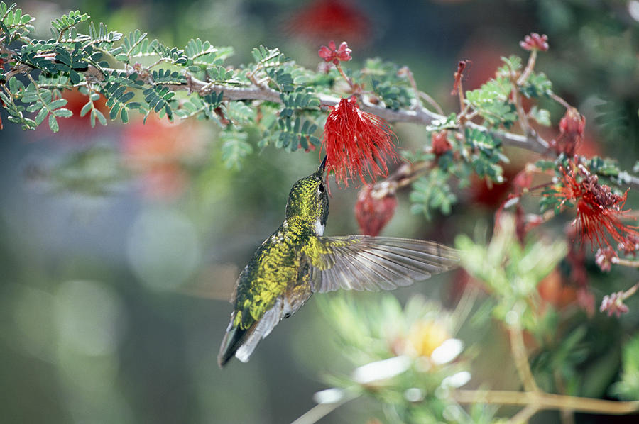 Black-chinned Hummingbird Archilochus Photograph by Konrad Wothe