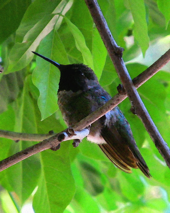 Black-Chinned Hummingbird Photograph by Timothy Bulone