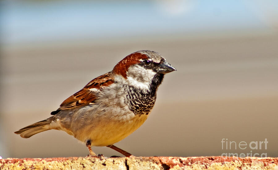 Sparrow Photograph - Black-chinned Sparrow by Robert Bales