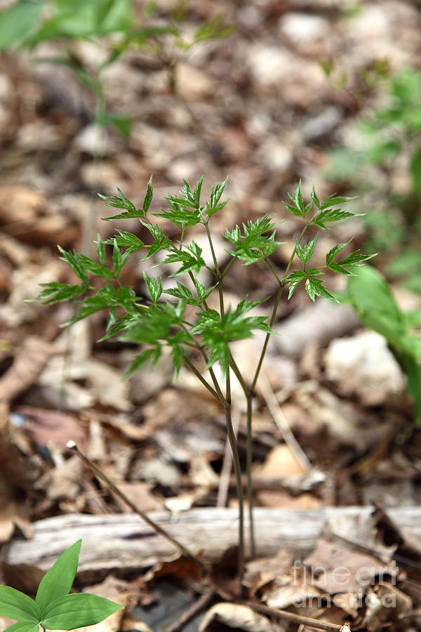 Black Cohosh Photograph by Ted Kinsman