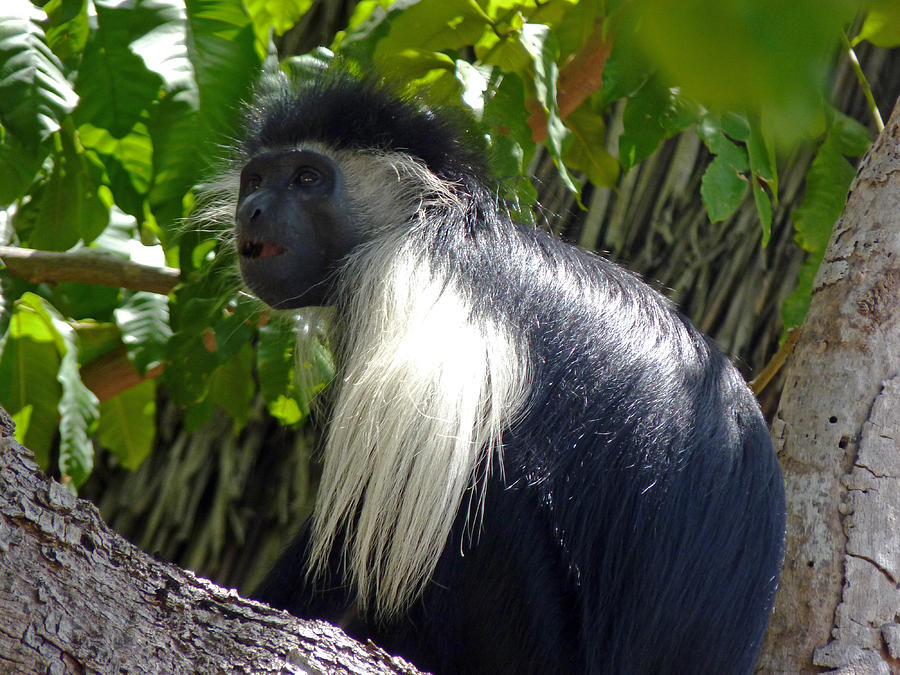Black colobus monkey Photograph by Tony Murtagh