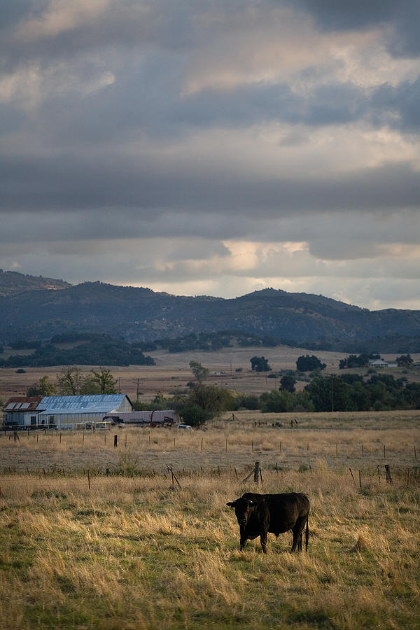 Black Cow at Dusk Photograph by Peter Tellone
