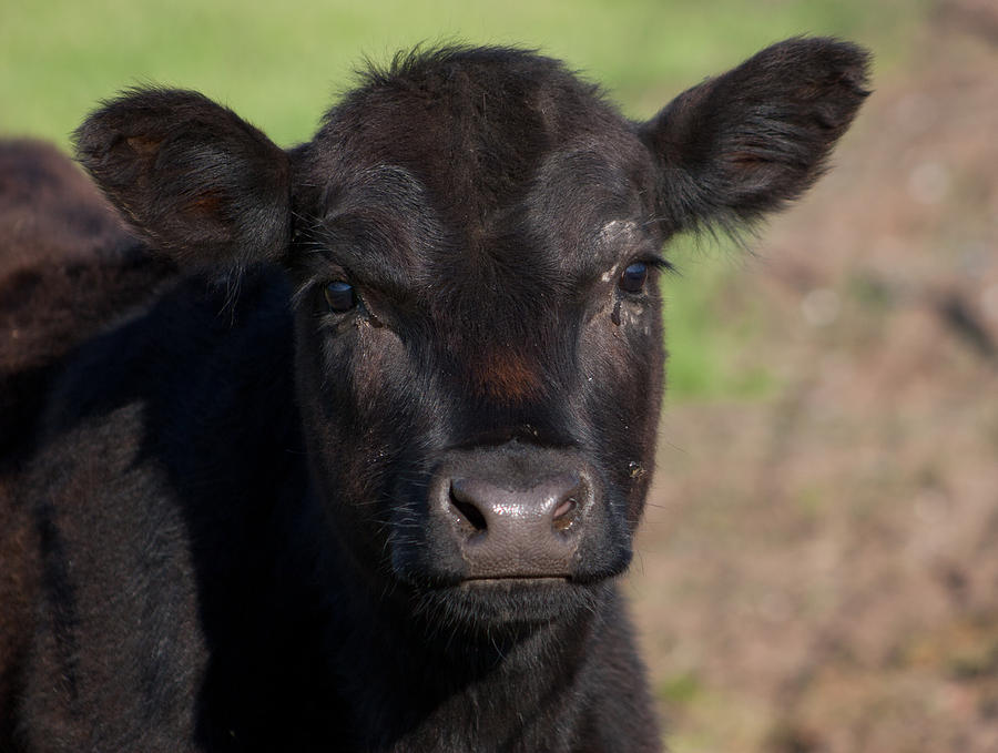 Black Cow Photograph By Randy Bayne