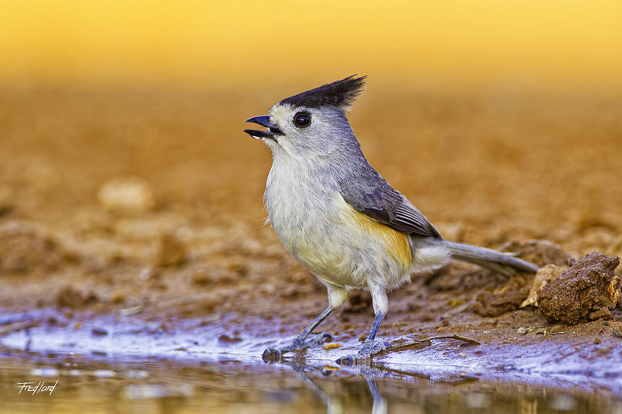 Black Crested Titmouse Photograph by Fred J Lord