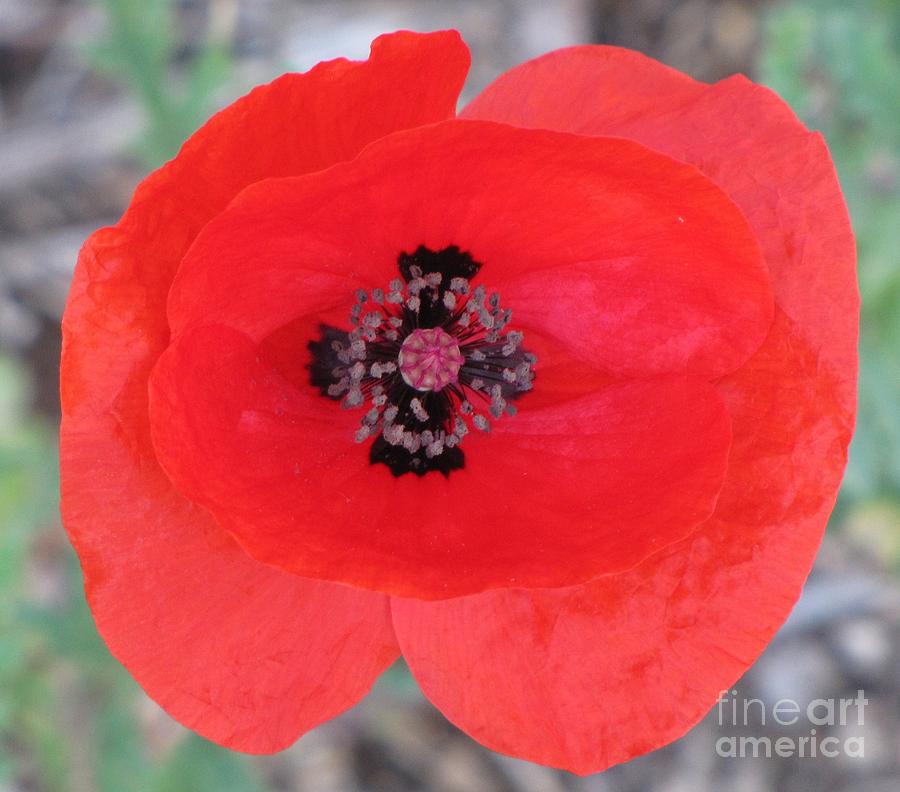 Black Cross Red Poppy Photograph by Michele Penner