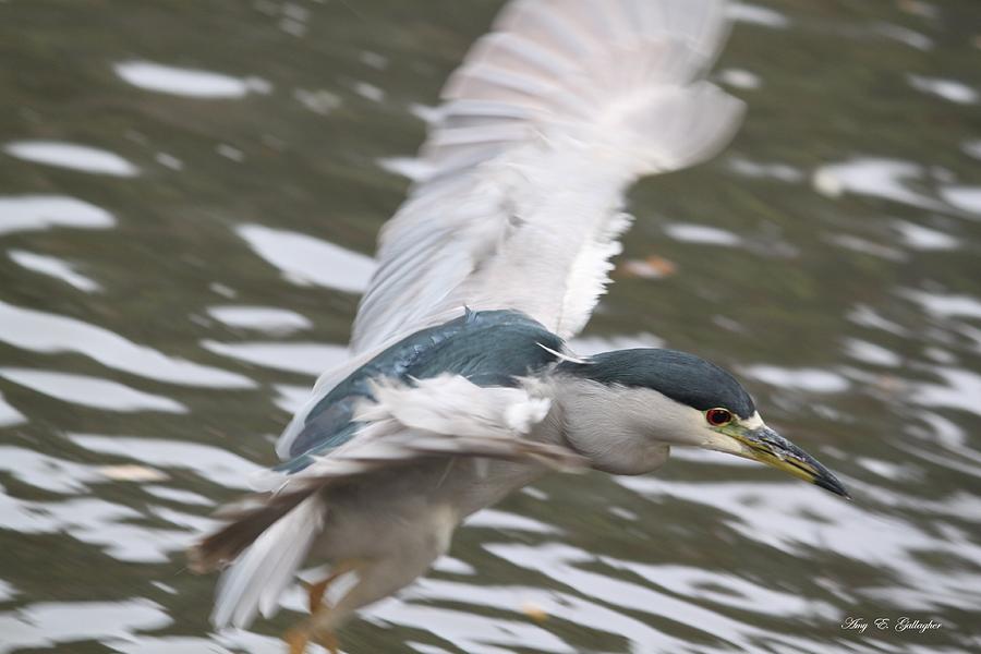Black Crowned  Night Heron Photograph by Amy Gallagher