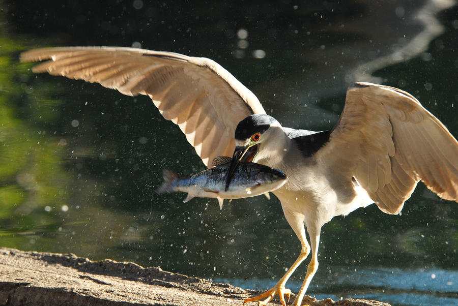 Black-crowned Night Heron Photograph by Dung Ma