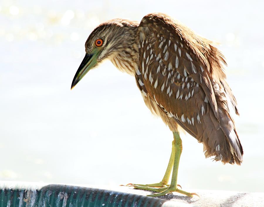 black crowned night heron baby