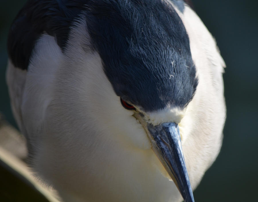 Black Crowned Night Heron Photograph by Maggy Marsh